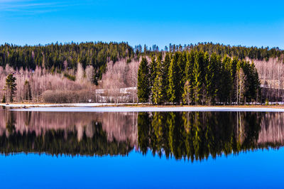 Reflection of trees in calm lake