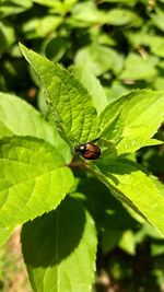 Close-up of insect on leaf