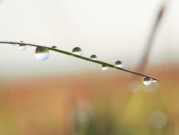 Close-up of water drops on twig