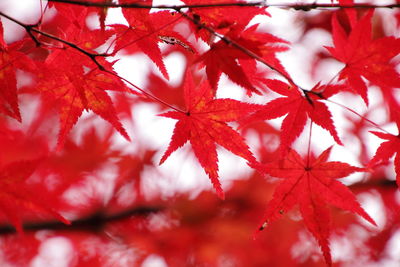 Close-up of maple tree during autumn