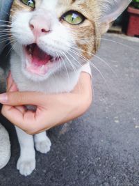 Close-up portrait of cat