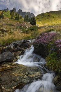 Heather and a small waterfall with the beatiful mountains of the french alps in the background