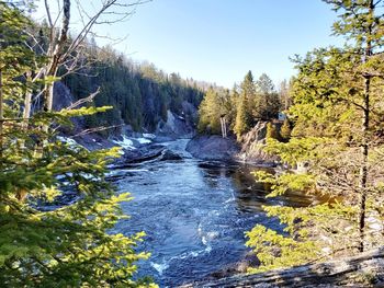 Scenic view of river amidst trees in forest against sky