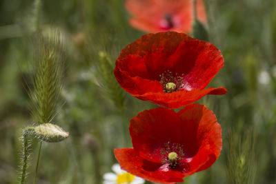 Close-up of red poppy flower on field