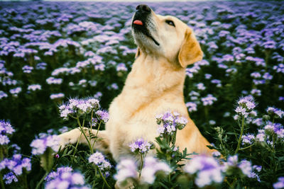 Close-up of dog on field