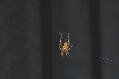 Close-up of spider on web