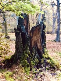 View of tree trunk in forest