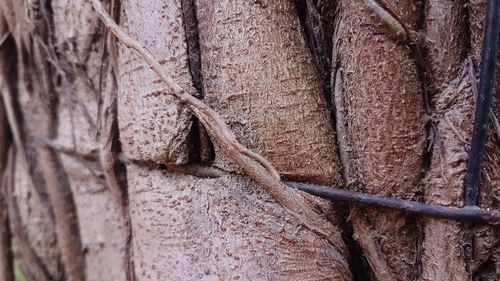 Full frame shot of tree trunk