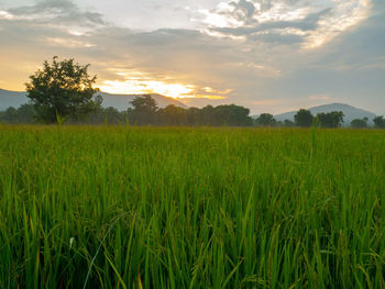 Scenic view of agricultural field against sky during sunset