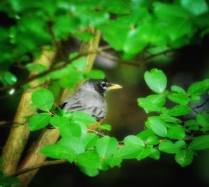 Bird perching on a plant