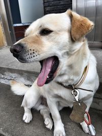 Close-up of dog lying down