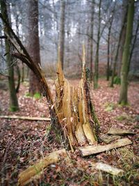 Trees growing outdoors