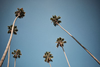Low angle view of palm tree against clear sky palm springs california