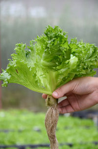 Cropped hand of man holding leaf vegetable at farm