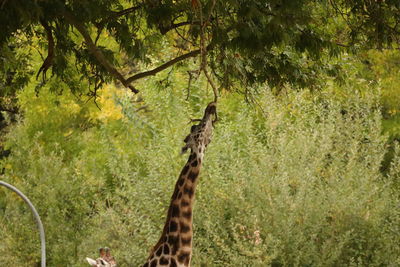 View of a lizard on a tree