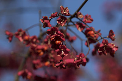 Close-up of red cherry blossoms in spring