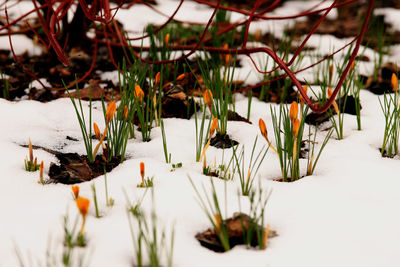 Close-up of snow covered plants on field