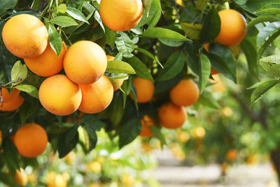 Close-up of oranges growing on tree