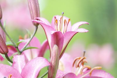 Close-up of pink lilies