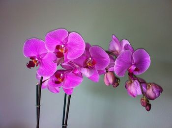 Close-up of pink flower