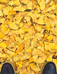 Low section of dry leaves on field