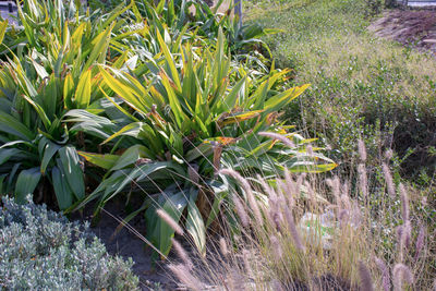 Plants growing on field