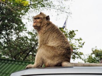 Low angle view of monkey