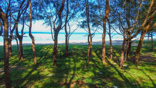 Trees on landscape against sky