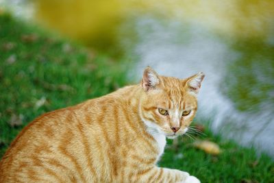 Portrait of tabby cat