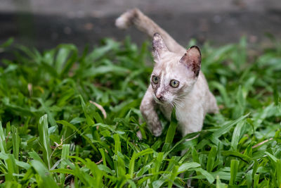 Close-up of cat sitting on grass