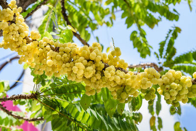 Low angle view of yellow flowers growing on tree