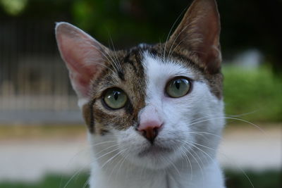 Close-up of cat looking up