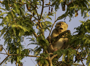 Low angle view of monkey on tree