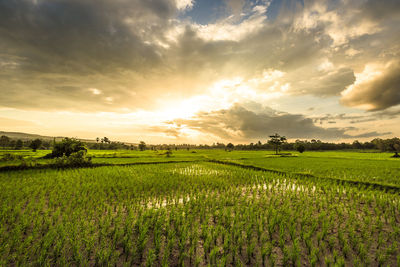 Scenic view of field against cloudy sky
