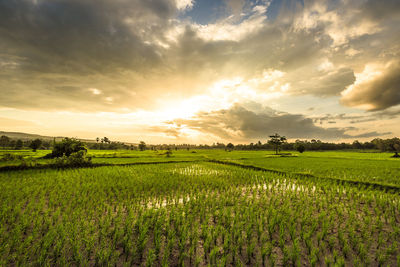 Scenic view of rice paddy against cloudy sky during sunset