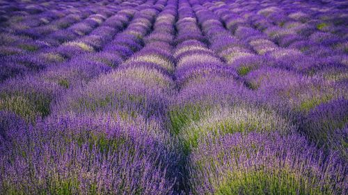 Full frame shot of purple flowering plant on field