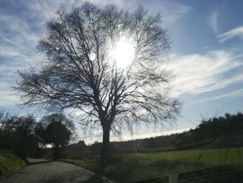 Trees on landscape against sky