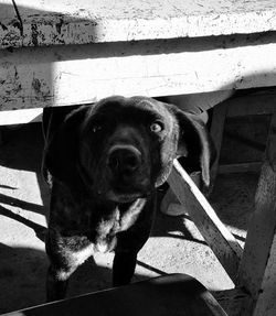 Close-up portrait of dog