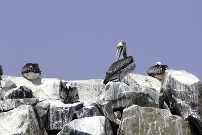 Low angle view of birds perching on rocks against clear sky