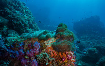 High angle view of fish swimming in sea