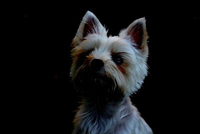 Close-up of dog looking away