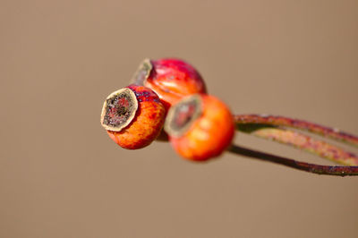 Macro of three ripe rose hip fruits ready to harvest directly out of the own garden for a tasty tea