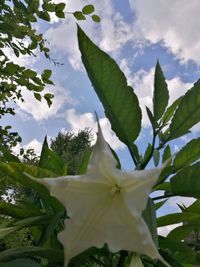 Low angle view of white flowers against sky