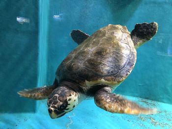 Turtle swimming in sea