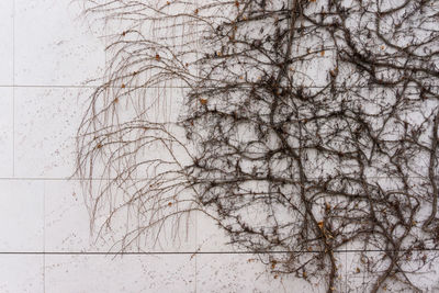 Full frame shot of bare tree against wall