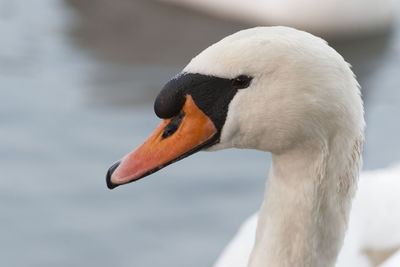 Close-up of a bird