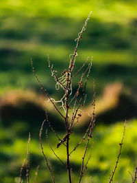 Close-up of plant