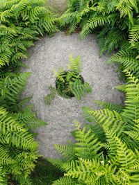 High angle view of fern amidst rock