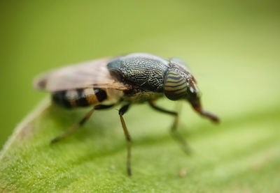 Close-up of insect