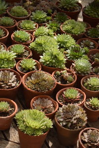 High angle view of potted plants in greenhouse